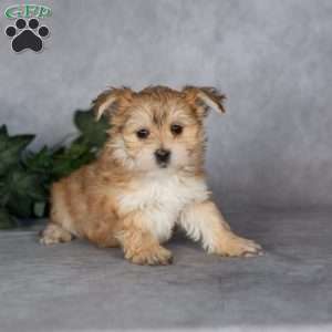 Giggles, Morkie / Yorktese Puppy